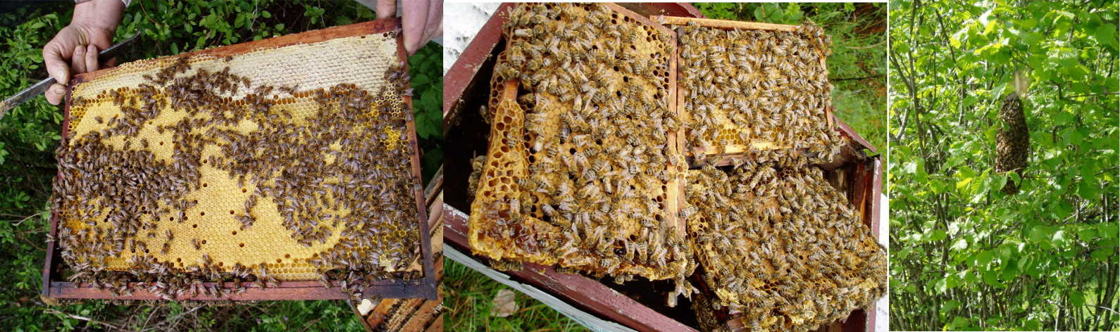 les abeilles jurabeille